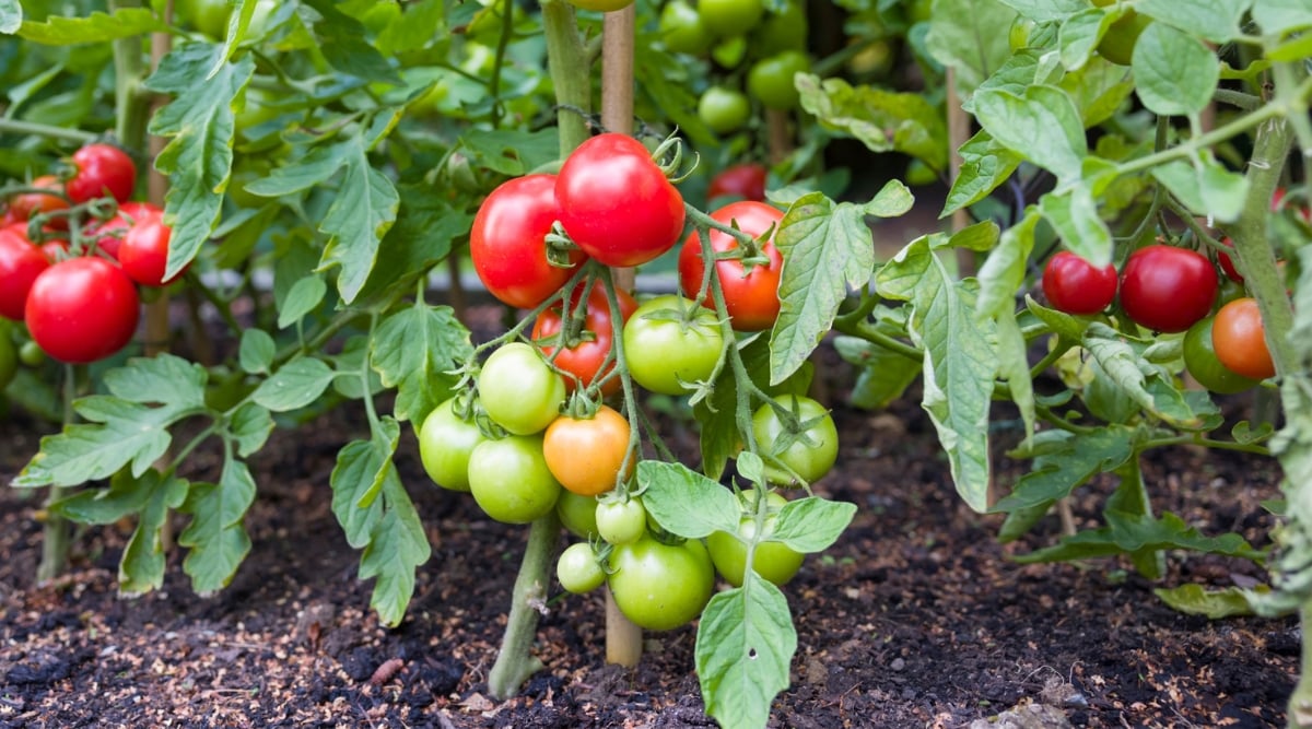 Juicy red tomatoes and plump green ones nestle together on a sprawling vine, their vibrant colors popping against a backdrop of deep green foliage. Rich, dark soil teeming with organic matter cradles the plant's roots. In the background, a blur of lush tomato vines hints at a larger garden brimming with life.
