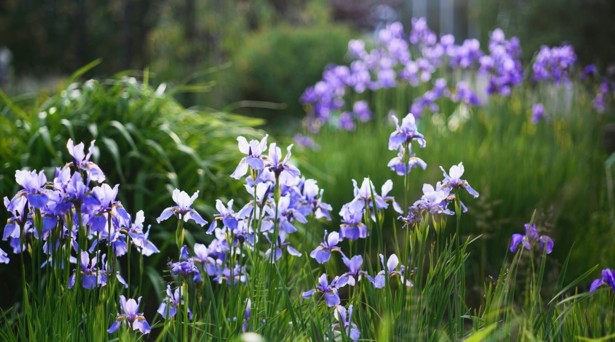 A field of Iris flowers featuring purple ruffled petals atop long slender stems.