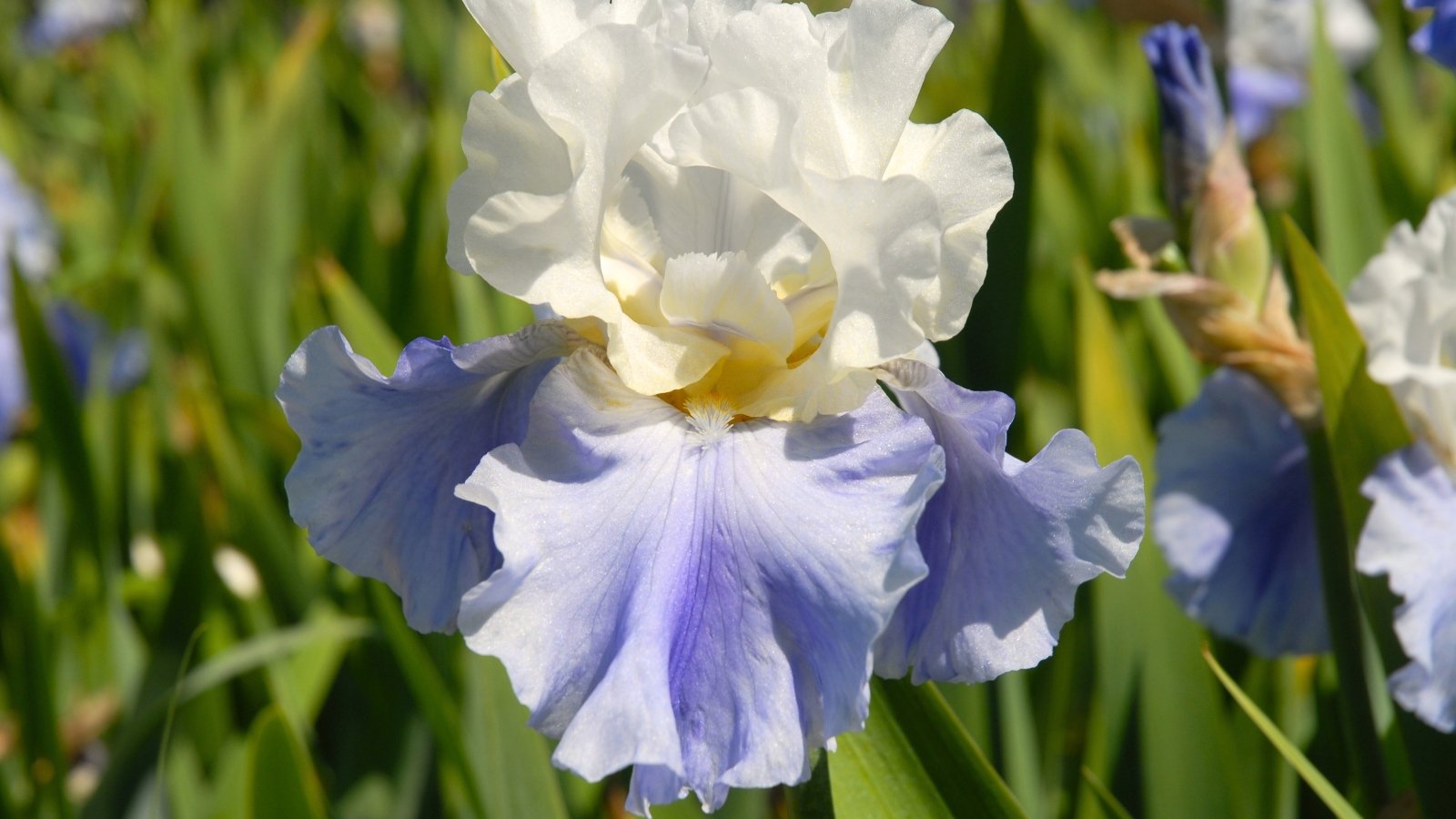 Large, ruffled white and pale blue flowers bloom on tall, sword-like stems, with broad, spiked leaves adding texture at the base.
