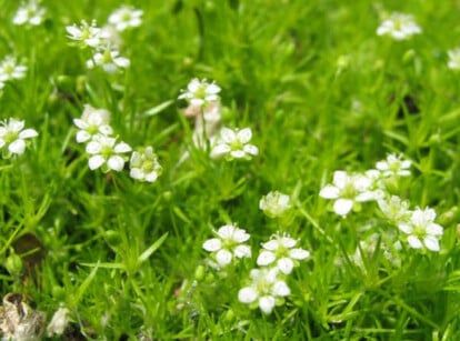 Irish moss plant