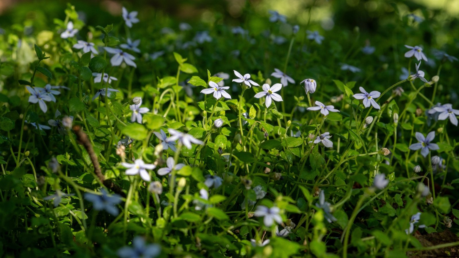 Blue star creeper plant featuring lush green foliage interspersed with petite blue flowers.