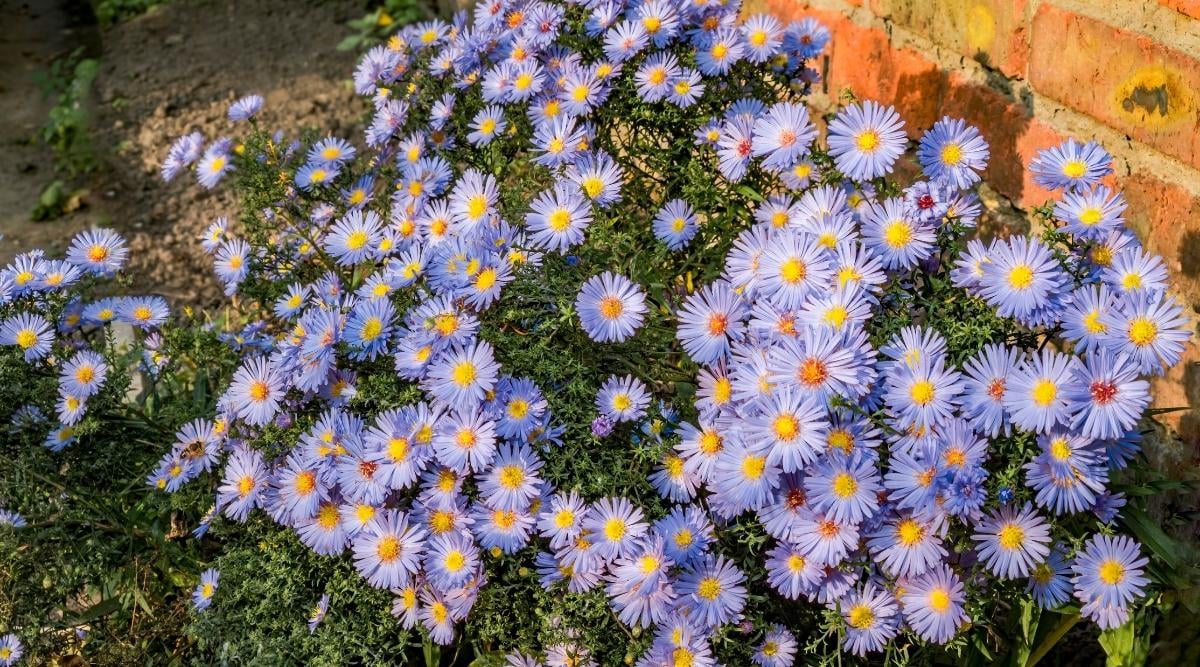 Italian Asters