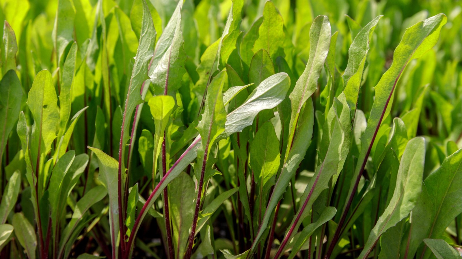 Close-up of an Italian Dandelion growing in a sunny garden. Italian dandelion boasts long, slender leaves with deeply toothed edges and a vibrant green color. The leaves grow in loose bunches from a central stem, forming a graceful, cascading silhouette.