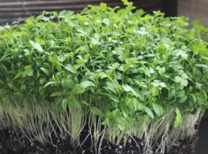 Italian flat leaf parsley microgreens