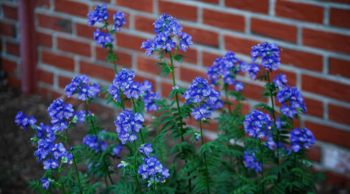 Jacob's ladder plant