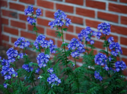 Jacob's ladder plant