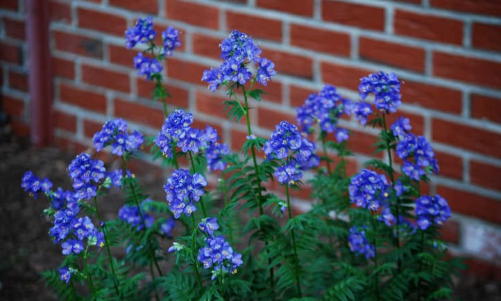 Jacob's ladder plant