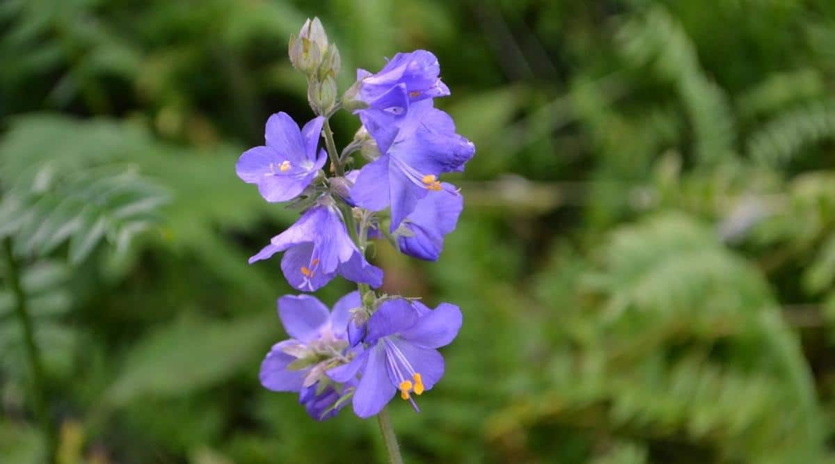 Jacobs Ladder