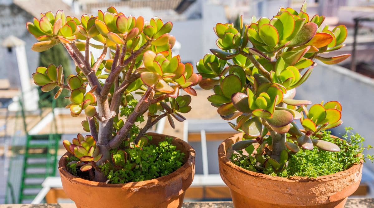 Two Jade Plants on a Balcony