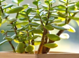 jade plant sun exposure