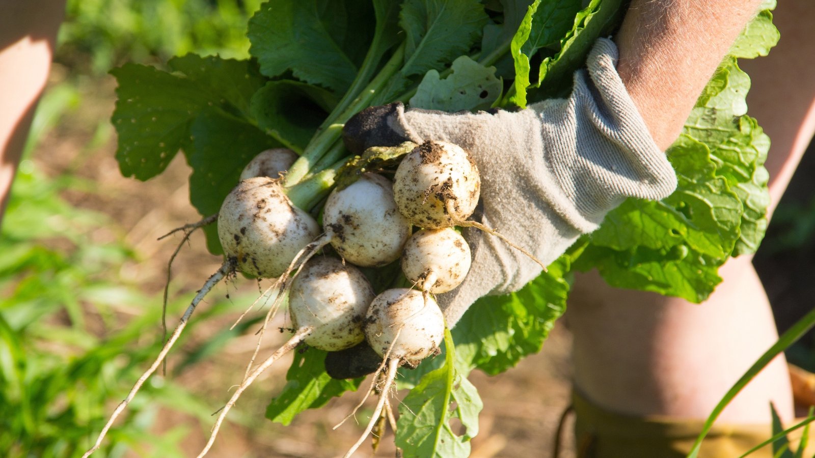 Close-up of a gardener in white gloves with a freshly picked bunch of Japanese turnips in a sun garden. Japanese turnips are characterized by their smooth, round roots and crisp, white flesh. Their skin is a pale creamy white. The greens are vibrant and lush, with slender stems and delicate, scalloped leaves that are a rich shade of green.