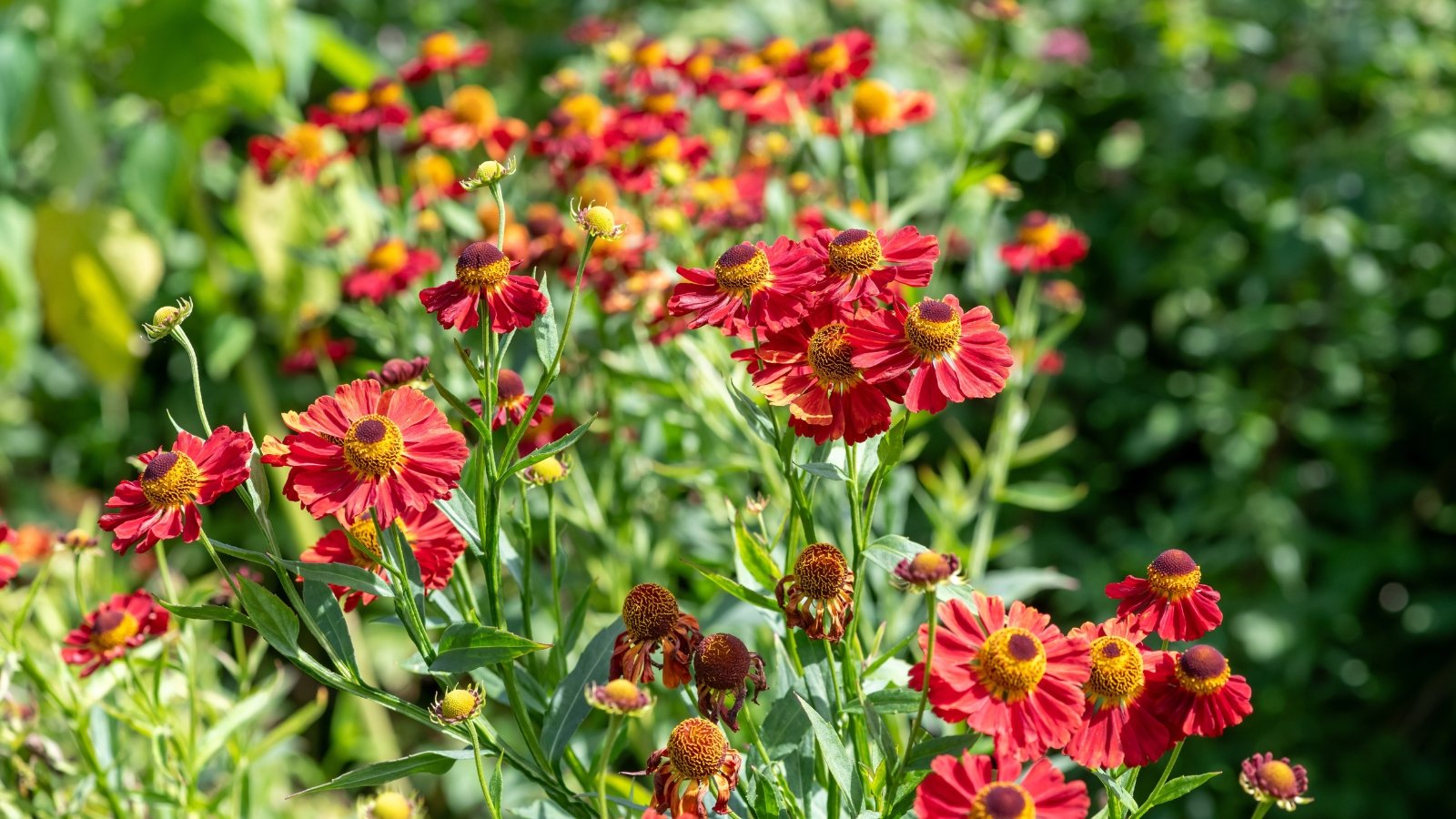 June flowers. Helenium plants exhibit robust stems and elongated leaves, providing a verdant backdrop to their striking, daisy-like flowers characterized by prominent cone-shaped centers and bright red petals shining under full sun in the garden.