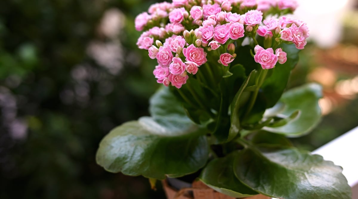 Close-up of blooming Kalanchoe blossfeldiana in a pot outdoors. This compact plant features fleshy, dark green leaves and produces dense clusters of small, vividly colored flowers at the top of sturdy stems. The flowers come in soft pink color. The leaves are scalloped along the edges.