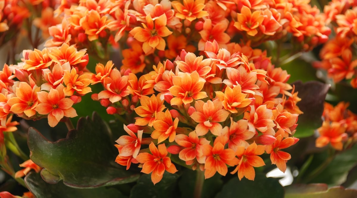 Close-up view of a Kalanchoe blossfeldiana showcasing a vibrant cluster of orange flowers. The four-petaled blooms burst with color, their centers adorned with bright yellow stamen. Delicate buds in various stages of opening add to the textural richness of the cluster.