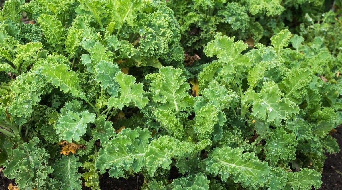 Top view, close-up of a garden bed with growing kales. Kale is a leafy green plant belonging to the Brassica oleracea species. It has strong, upright stems that support a rosette of curly, ruffled, oval and oblong leaves. The leaves are dark green with strongly curly edges.