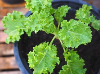 kale containers