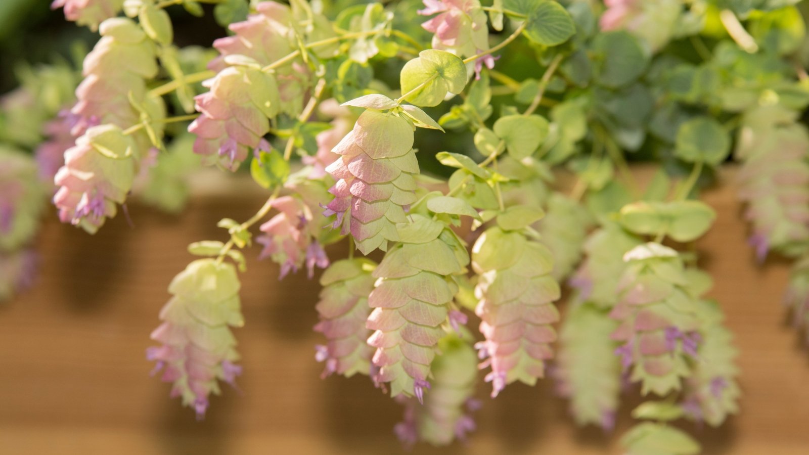 The 'Kent Beauty' trail features stems with small, silvery-green foliage, embellished by cascading clusters of delicate, pinkish-purple bracts and tiny bell-like flowers.