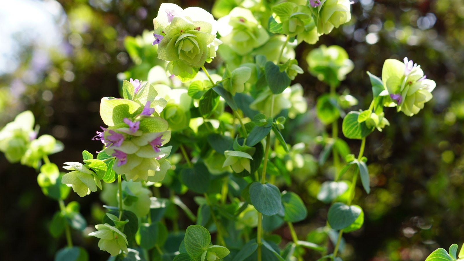 Bottom view of a flowering 'Kent Beauty' Ornamental Oregano plant under bright sun in the garden.