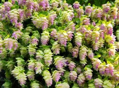 Close-up of a flowering kent beauty oregano plant that showcases trailing stems adorned with small, silver-green leaves and dangling clusters of delicate, pinkish-purple bracts and tiny, tubular flowers.