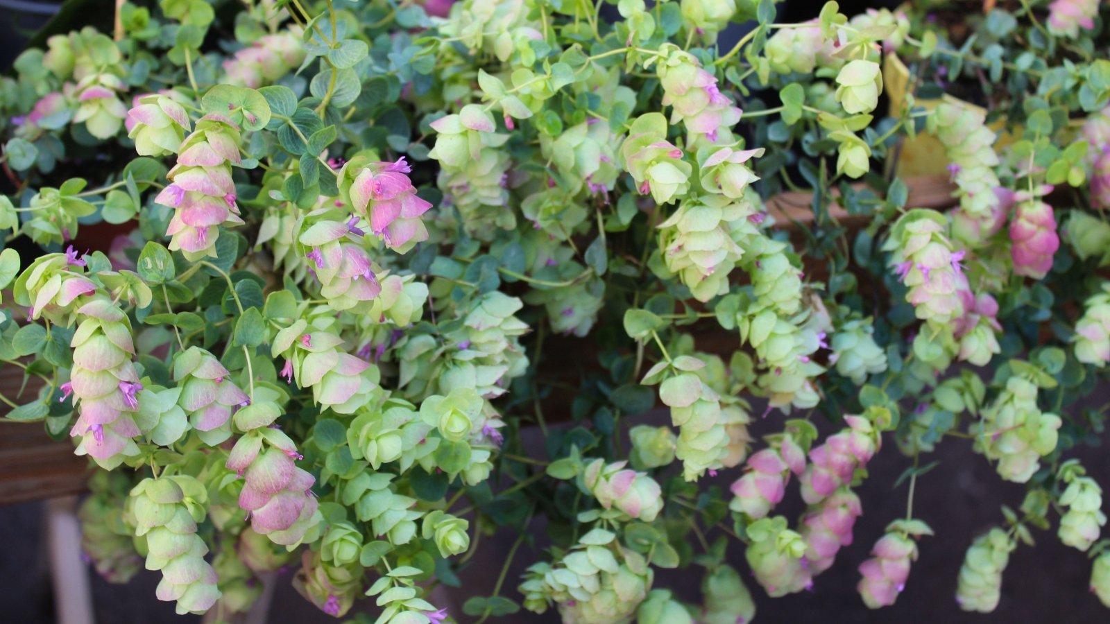 View of Ornamental Oregano displaying trailing stems adorned with petite, silver-green leaves, accentuated by elegant, drooping clusters of rosy-pink bracts and tiny lavender blossoms in the form of bells.