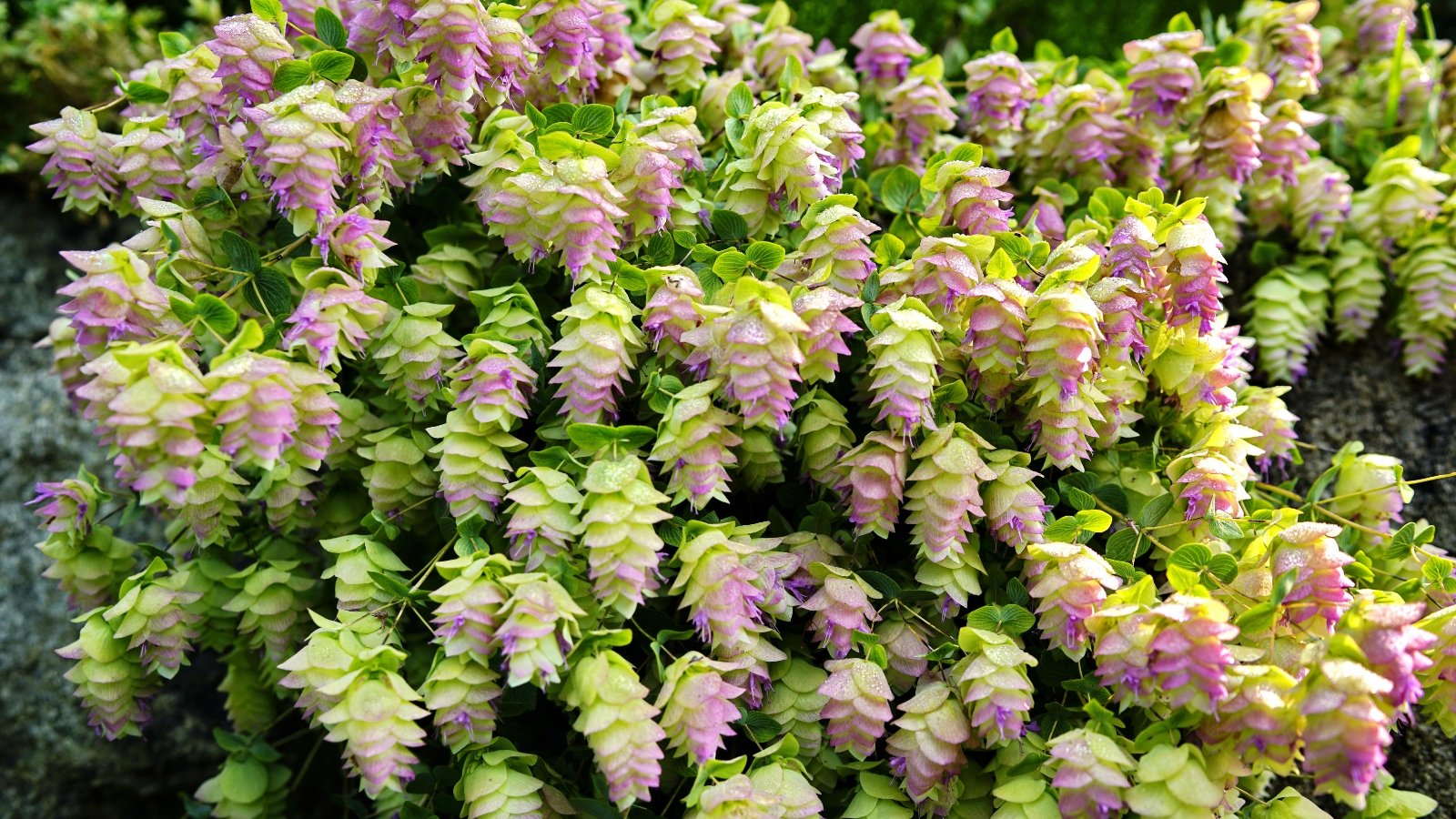 Close-up of a flowering kent beauty oregano plant that showcases trailing stems adorned with small, silver-green leaves and dangling clusters of delicate, pinkish-purple bracts and tiny, tubular flowers.