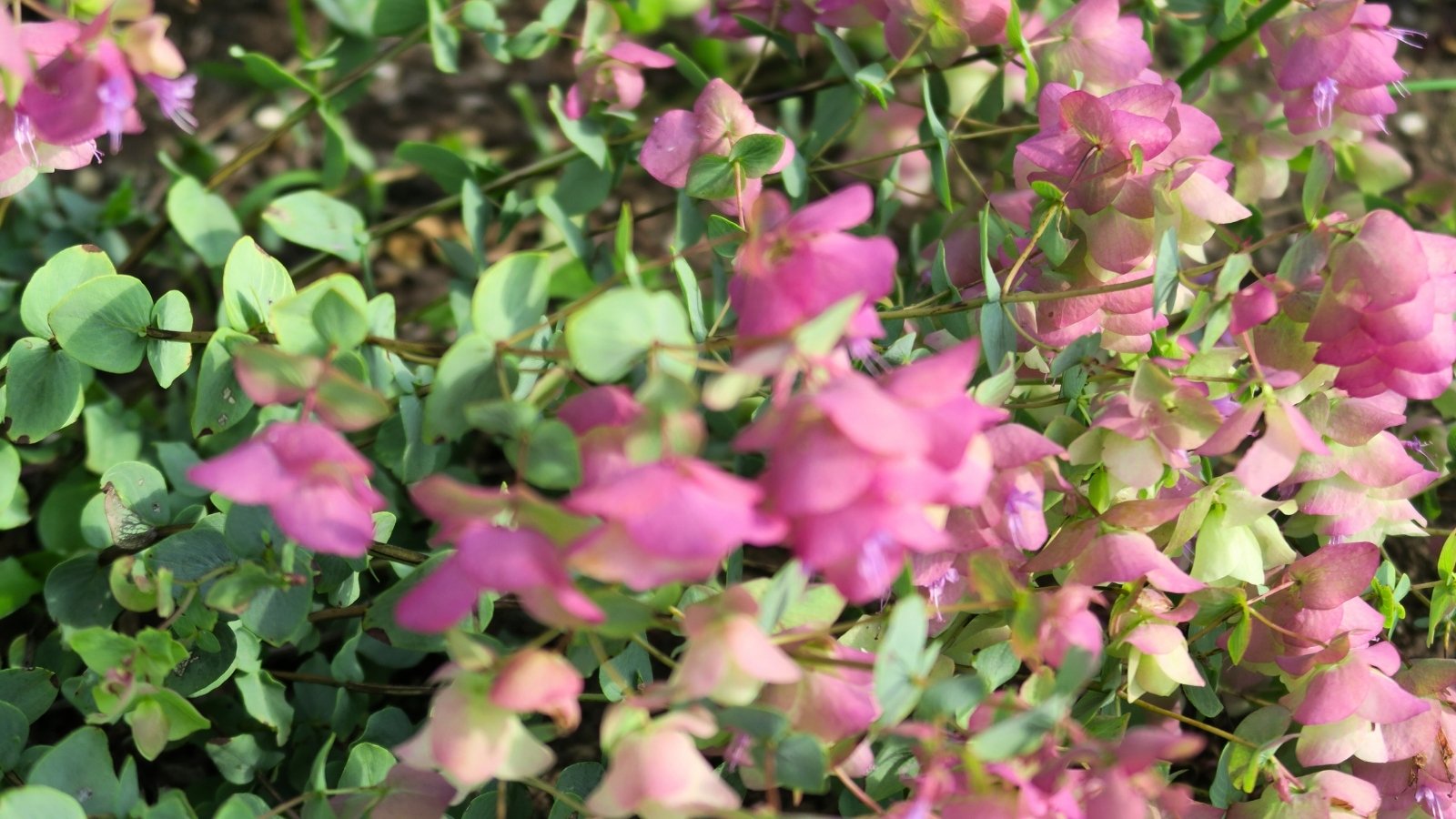 Ornamental Oregano 'Kirigami' displays compact, upright stems adorned with small, aromatic leaves and clusters of delicate pink flowers resembling miniature bells.