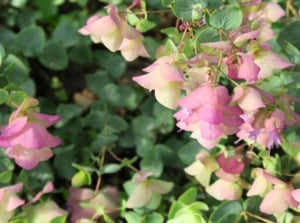 Close-up of blooming kirigami oregano in the garden, which showcases upright stems adorned with aromatic, lance-shaped leaves in shades of green and purple, crowned by clusters of small, tubular lavender-pink flowers.