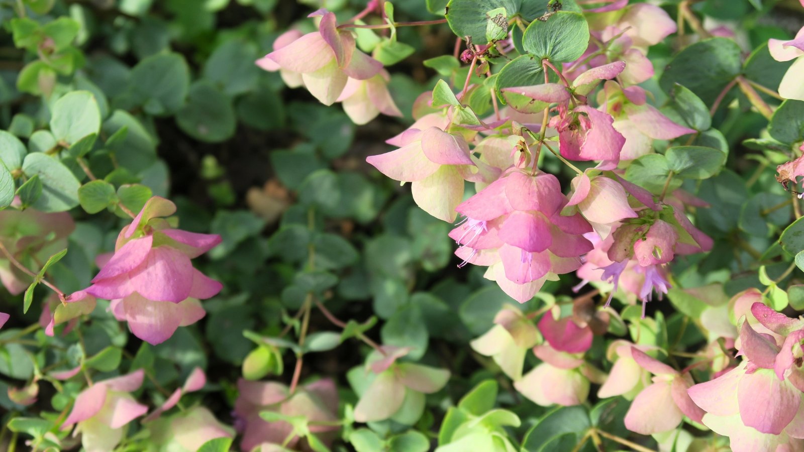 Close-up of blooming kirigami oregano in the garden, which showcases upright stems adorned with aromatic, lance-shaped leaves in shades of green and purple, crowned by clusters of small, tubular lavender-pink flowers.