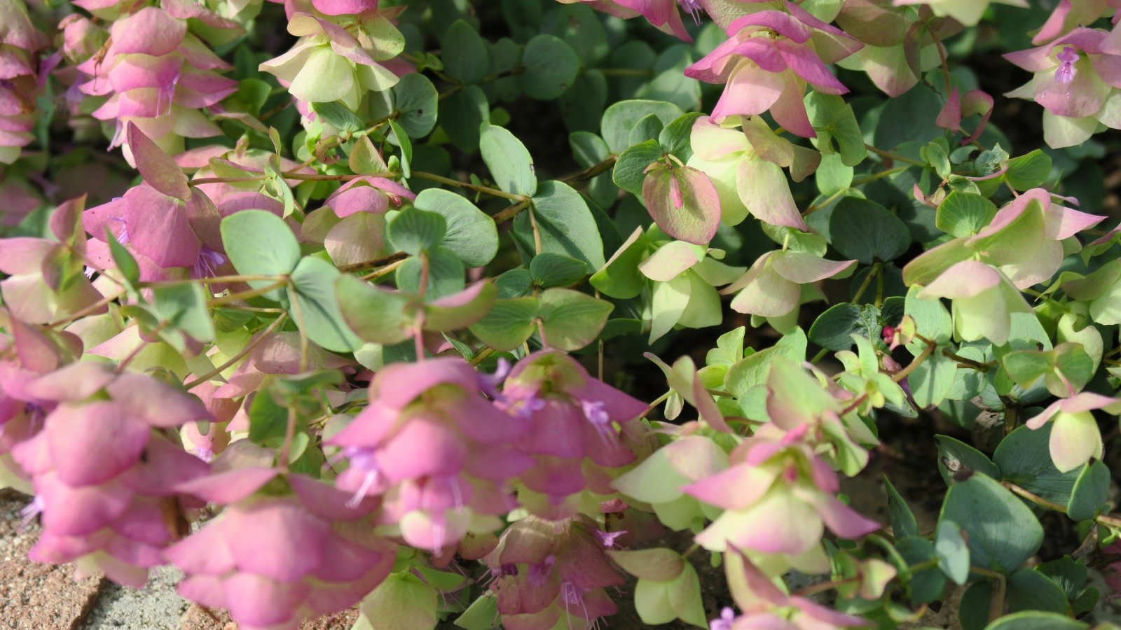 Close-up of Ornamental Oregano 'Kirigami' which showcases cascading stems with small, oval-shaped leaves in shades of green and purple, crowned by clusters of tiny, pink to lavender flowers, creating a charming and decorative display.