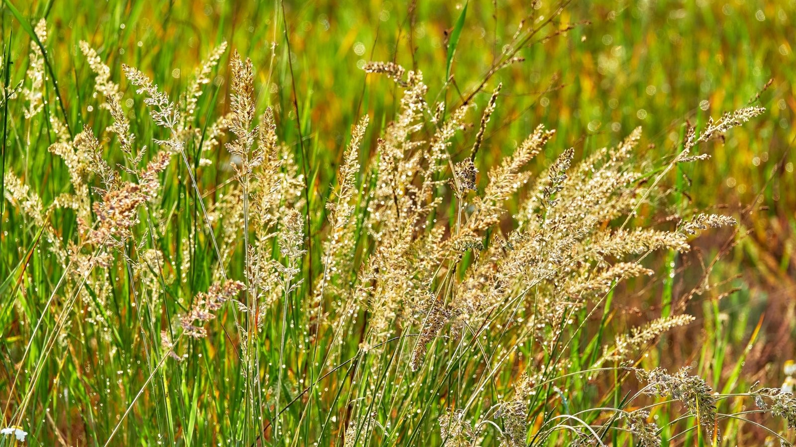 A dense stand of light brown, feathery grass heads sway in the breeze amidst tall, slender green blades.