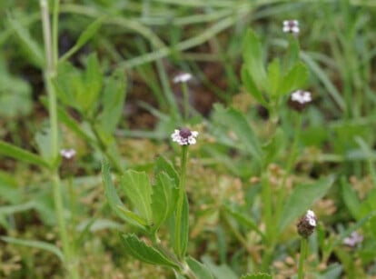 Kurapia ground cover