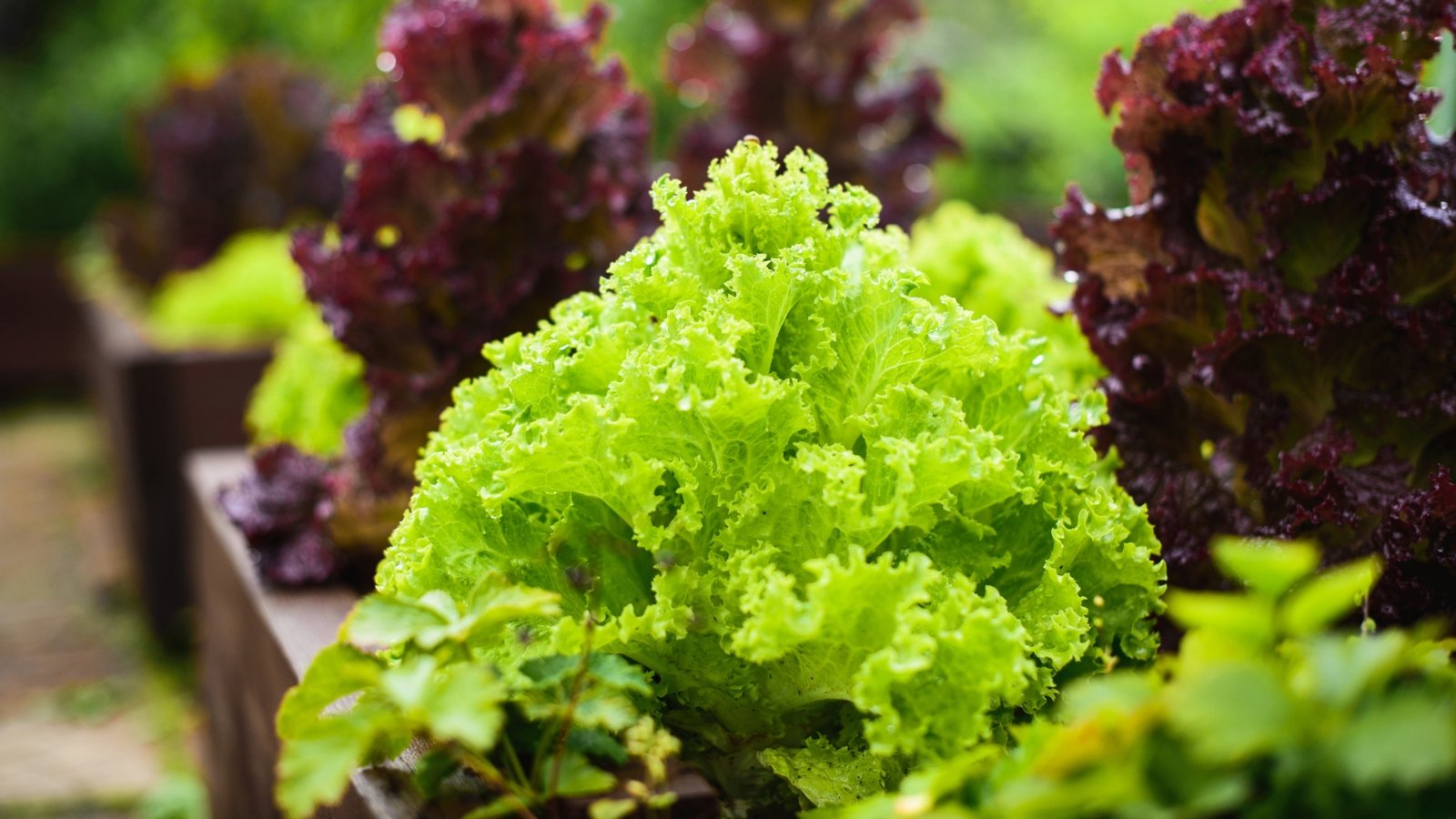 Close-up of Lettuce plants growing in a raised bed, which feature a rosette of soft, broad, green leaves that are curly, forming a loose head.