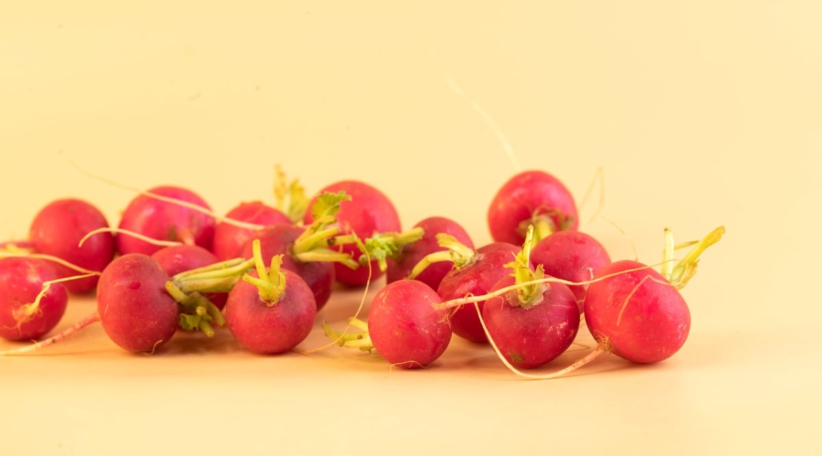 Close-up of Lady Slipper radish roots on a yellow background. The roots are round, hard, crispy, with a pink smooth skin.