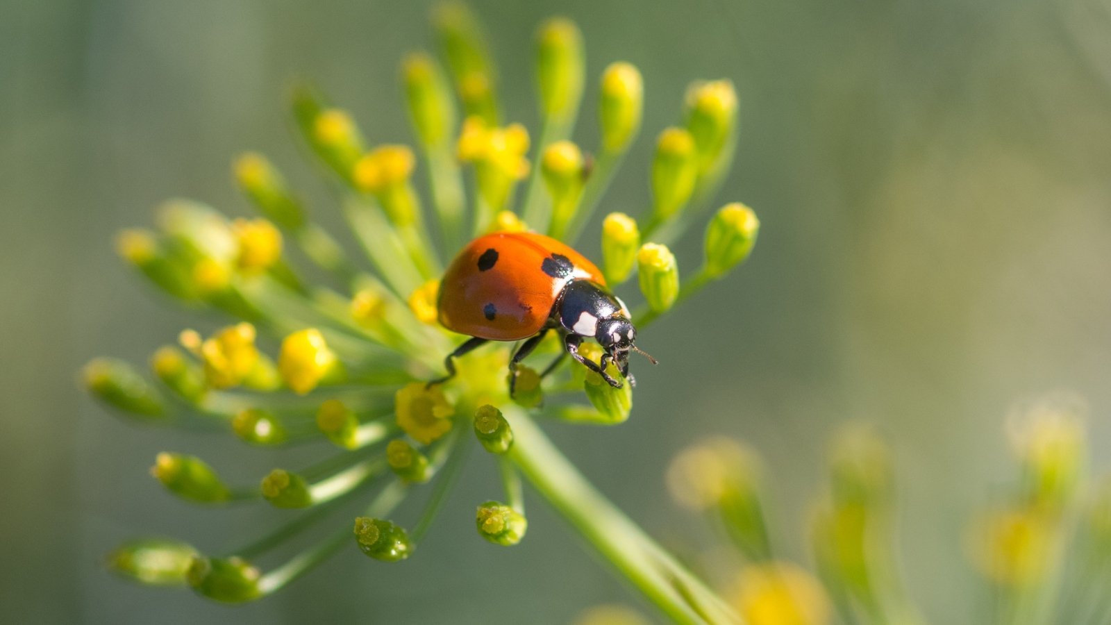 A ladybug rests on a fennel flower bud, soaking up the warm sunlight, showcasing nature's delicate balance in vibrant colors and tiny wonders of life.