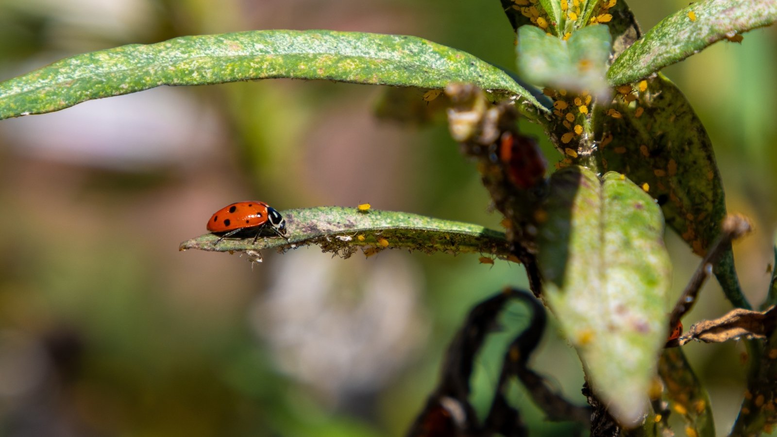 A ladybug with black spots munching on yellow aphids, adding splashes of color to a lush green plant, harmonizing the ecosystem with its natural pest control.