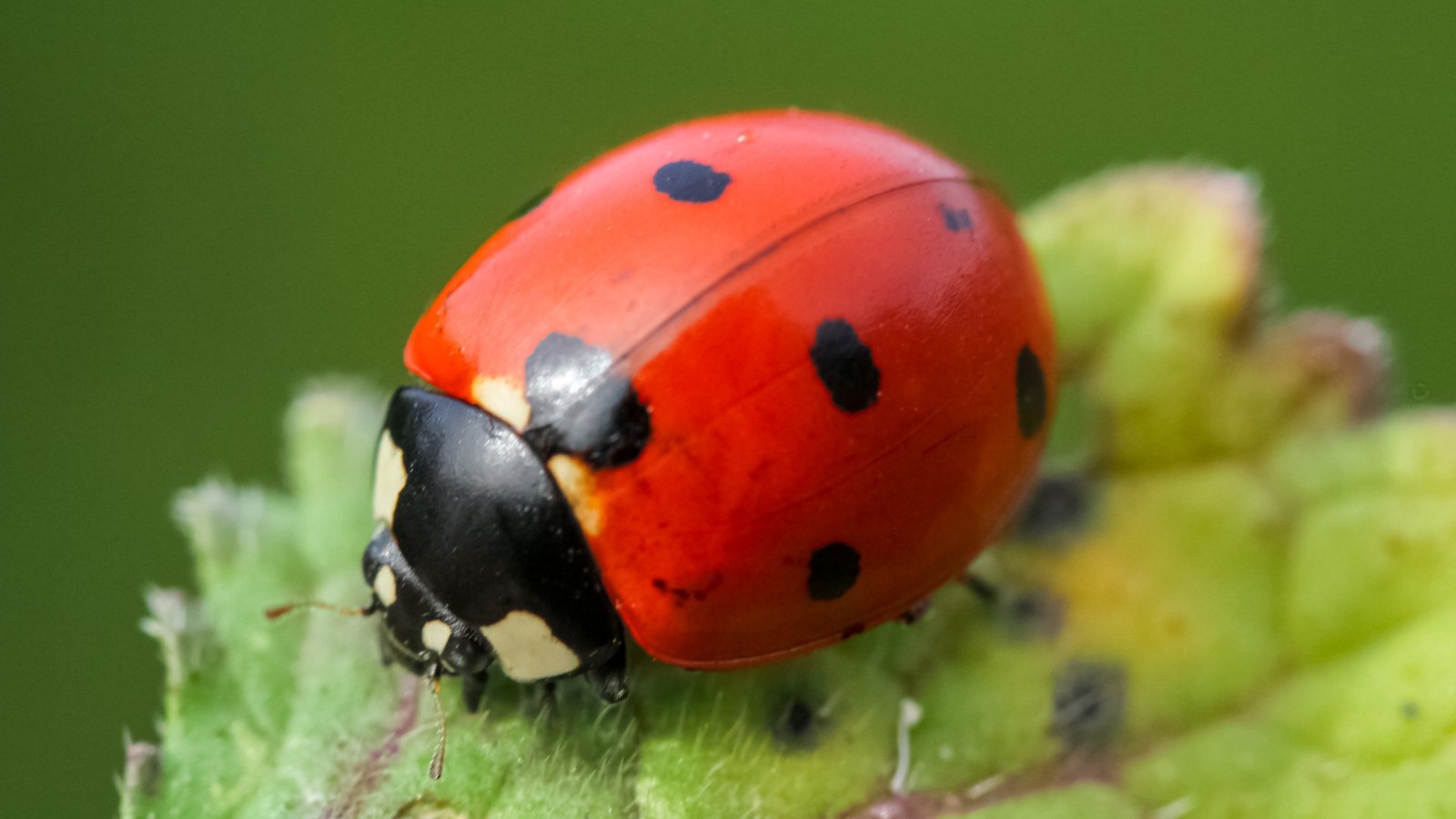 A vibrant red ladybug rests on a textured leaf, its glossy black spots contrasting sharply against the leaf's fuzzy surface, creating a striking natural composition.