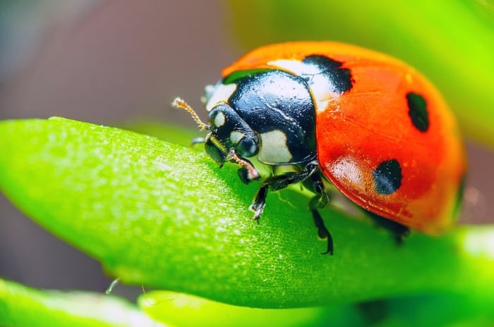 A ladybug with red wings rests on a green leaf, basking in the warm glow of sunlight, its delicate spots and tiny legs visible up close against the leaf's surface.