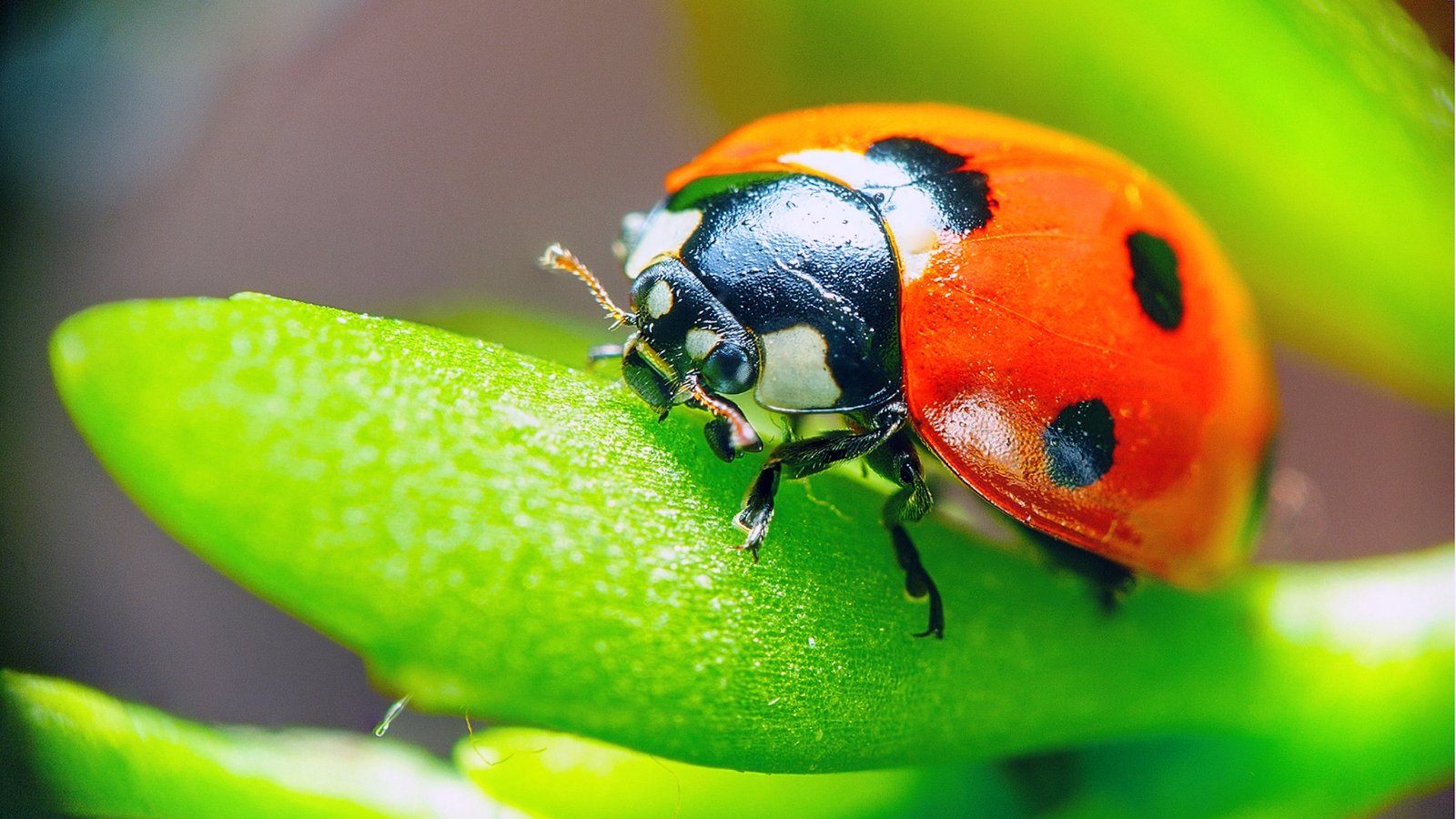 A ladybug with red wings rests on a green leaf, basking in the warm glow of sunlight, its delicate spots and tiny legs visible up close against the leaf's surface.