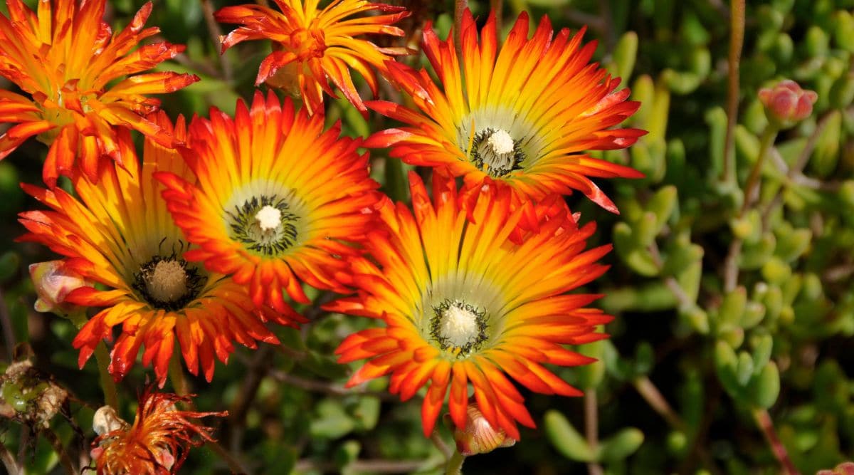 Red, Yellow, and Orange Flowers of Lampranthus Succulent