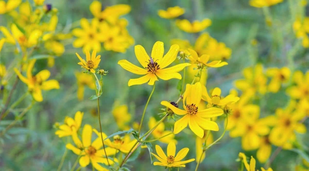 Lance-Leaf Tickseed