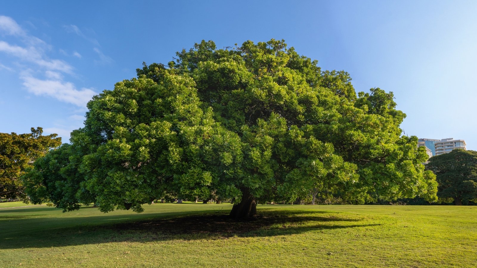 A majestic oak tree stands tall with lush green leaves against a clear blue sky, set against a neatly trimmed green lawn below, showcasing the tree's sturdy trunk and vibrant foliage.