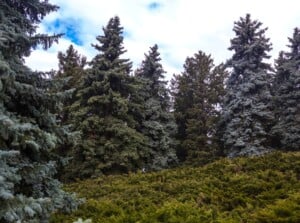 Majestic towering blue spruces dominate the landscape, their needles forming a dense canopy that stretches towards the sky. Interspersed among the spruces, juniper bushes add a vibrant touch with their evergreen foliage.