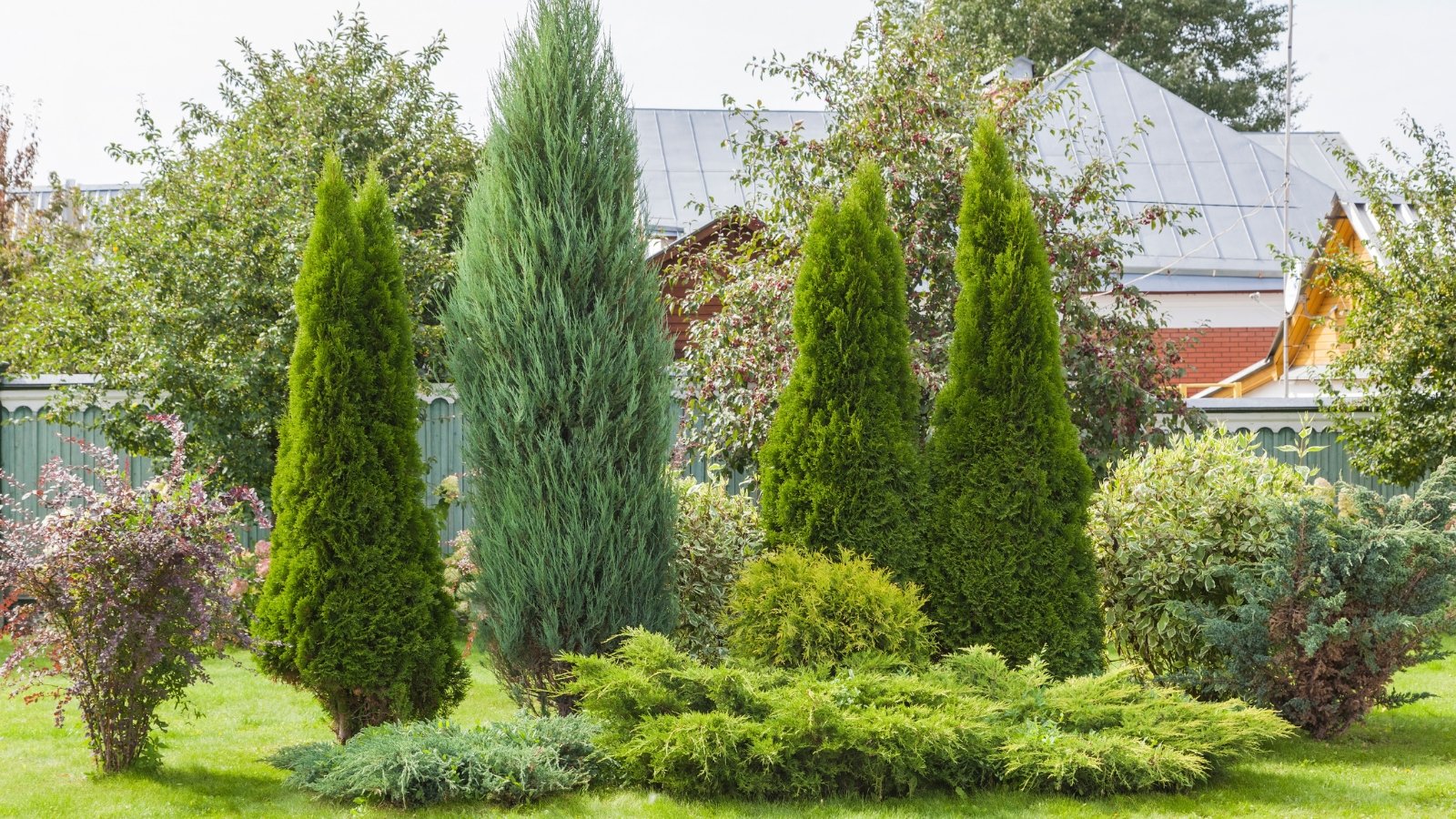 Vibrant green conifer leaves form distinctive conic shapes, bordered by lush greenery below, with distant houses peeking through the background.