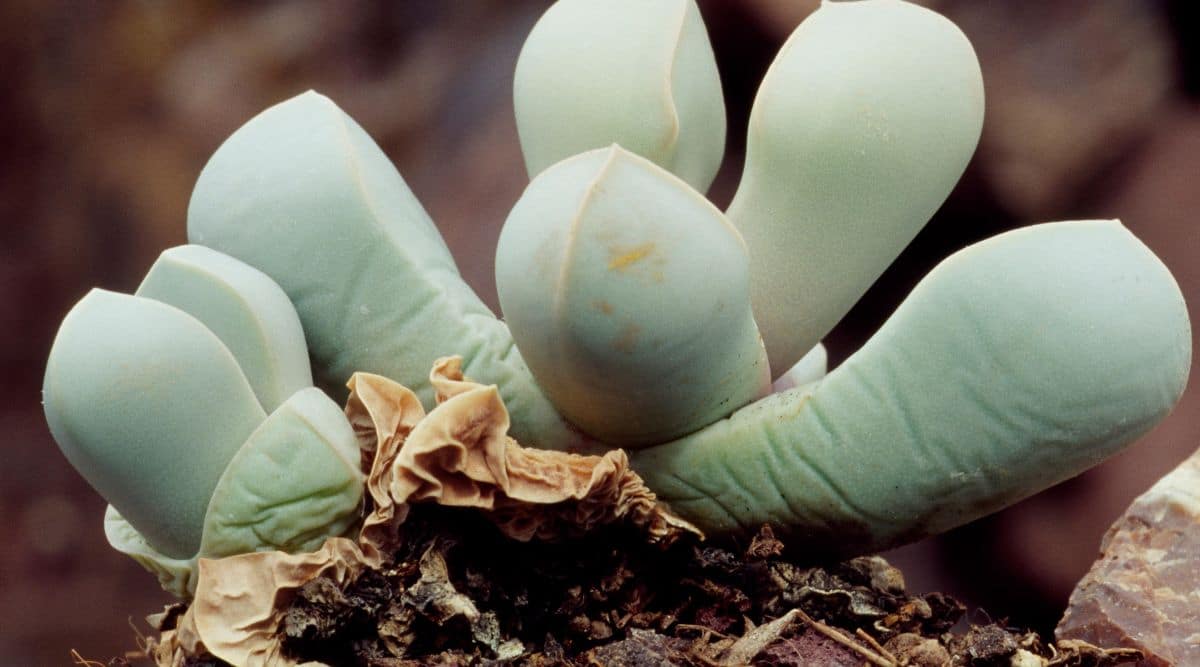 Swelling Leaves of Karoo Rose Succulents