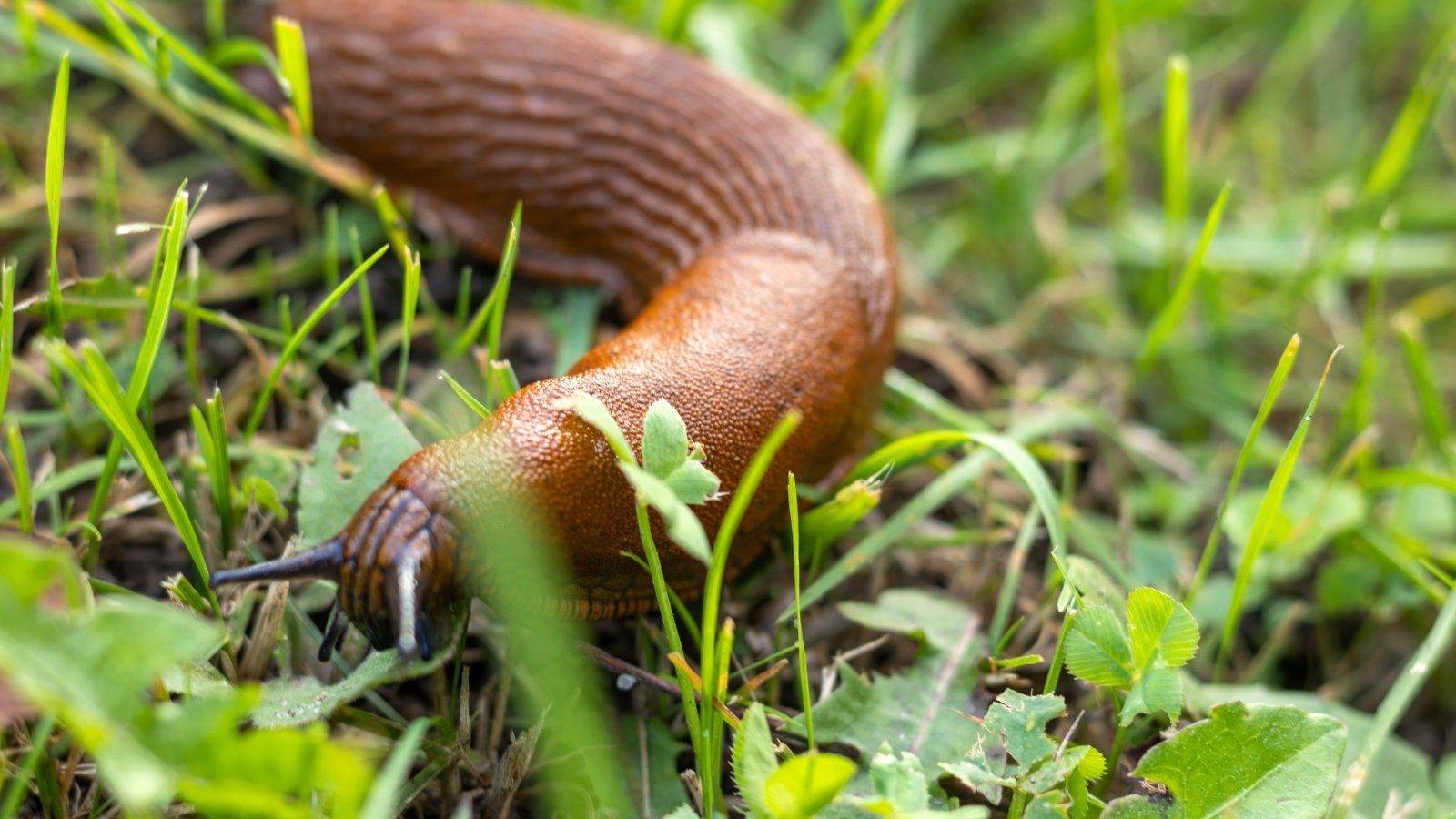 Close-up of a large slug on green grass which features a slimy, elongated body with a mottled brown coloration.