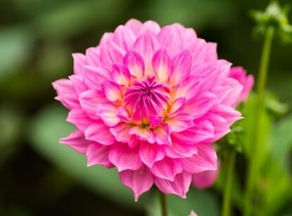 Large pink dinnerplate dahila flower growing in garden