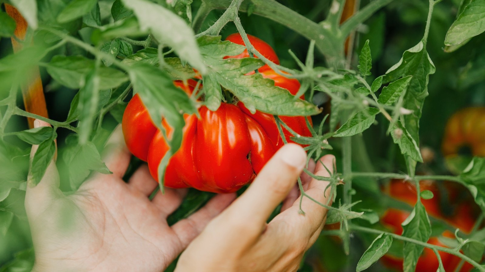 Close-up of female hands touching a large bright red tomato with ribbed structure among green foliage.