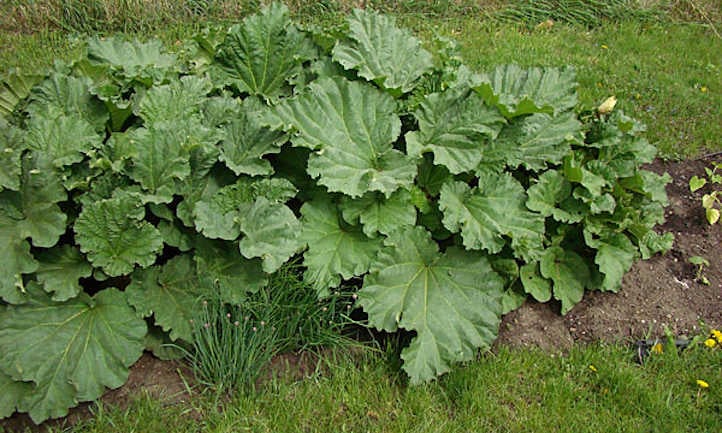 Large rhubarb plant