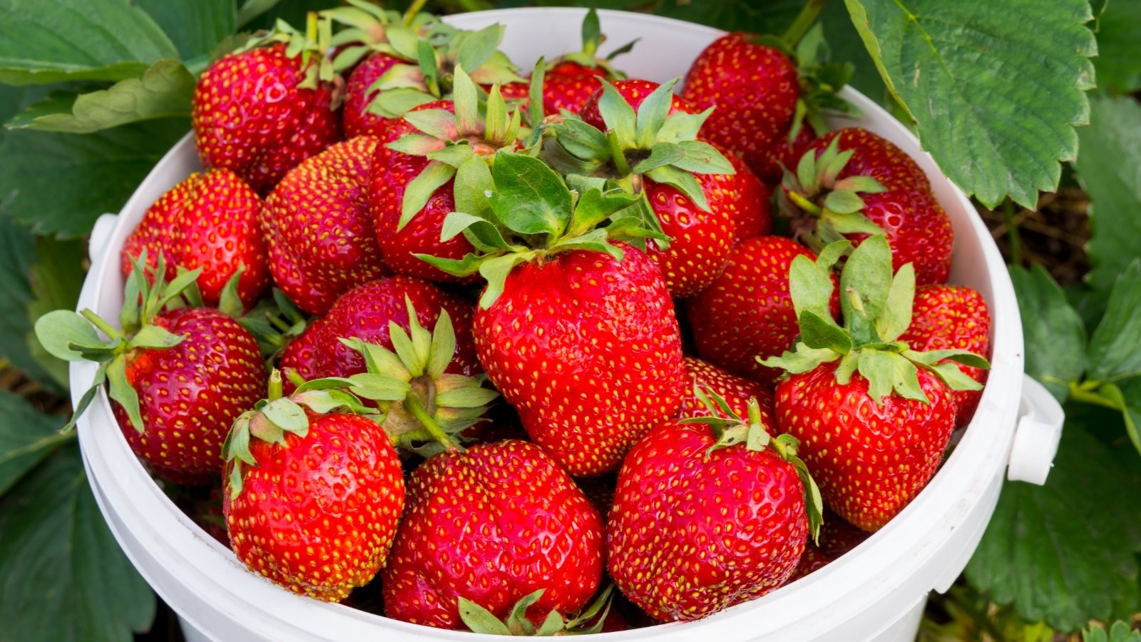 A white bucket filled with plump strawberries, set against a backdrop of lush green leaves, evoking a fresh harvest from a vibrant garden, promising sweetness and natural abundance.