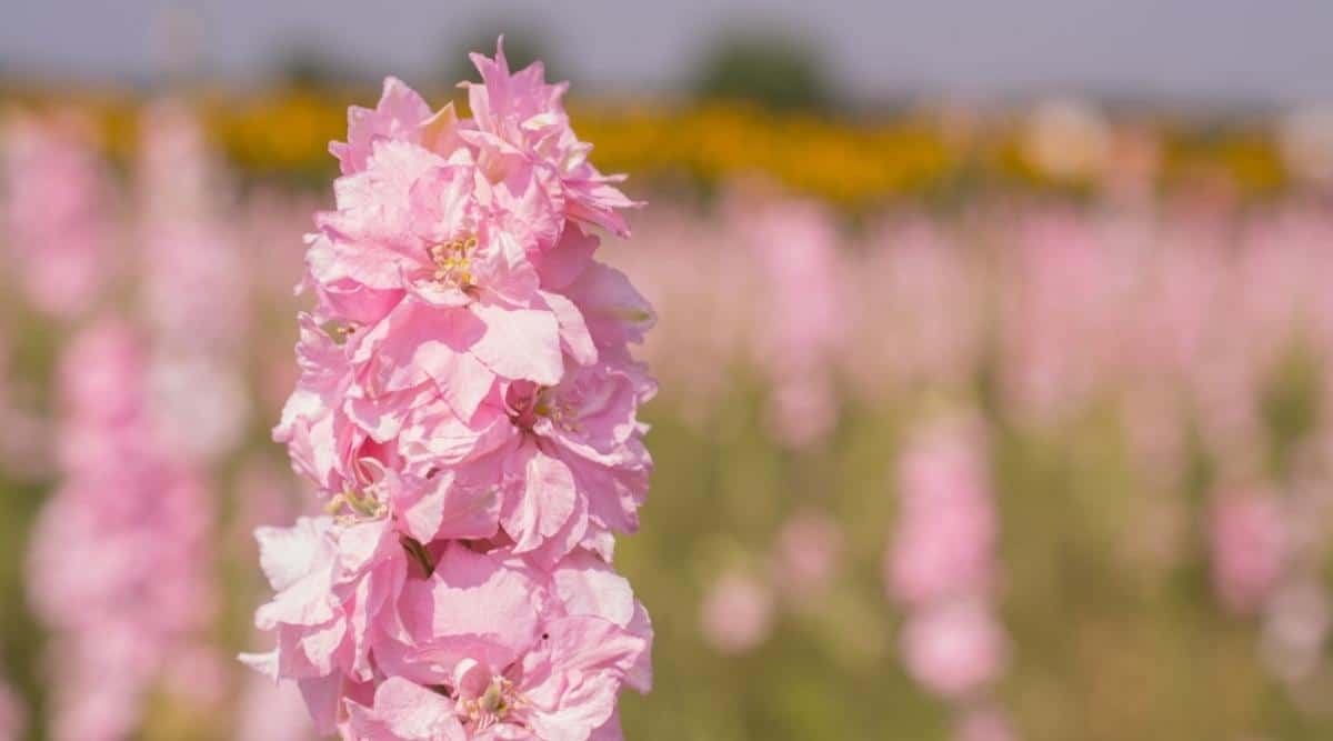 Larkspur